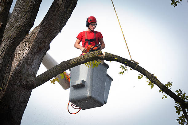 Best Affordable Tree Service  in USA